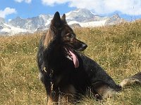 Shani